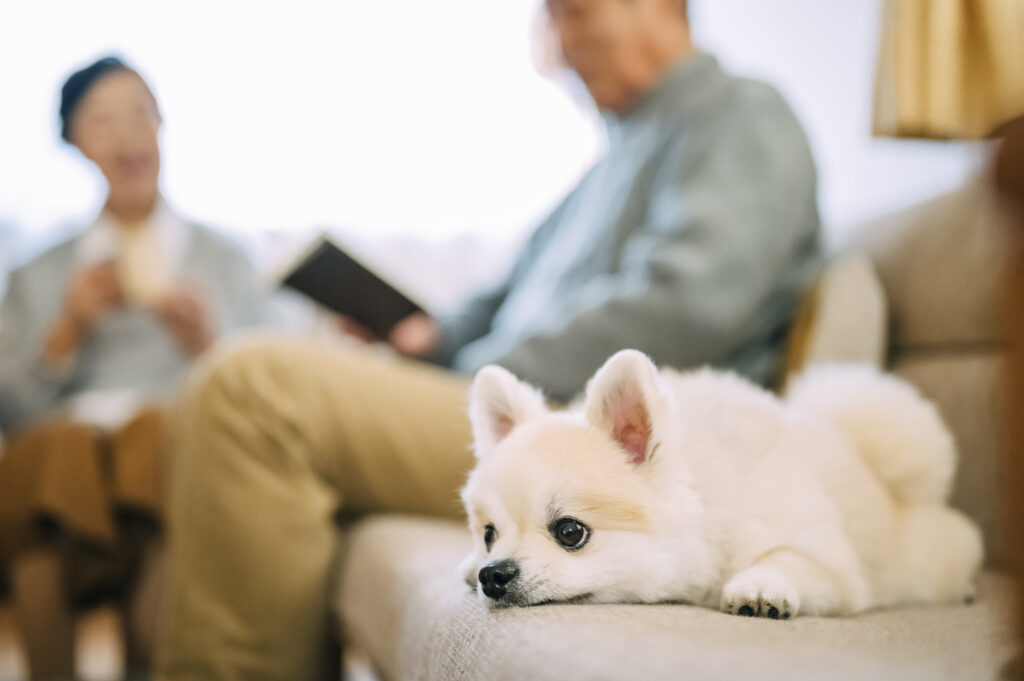 ソファでくつろぐ犬の画像