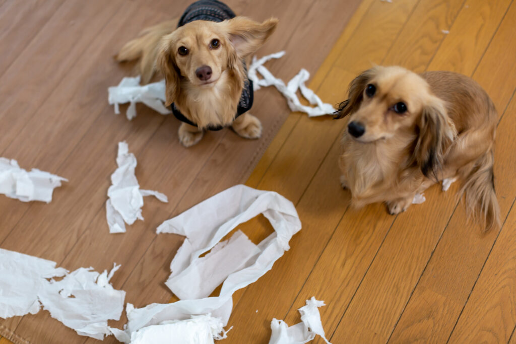 床材の上で遊ぶ犬の画像