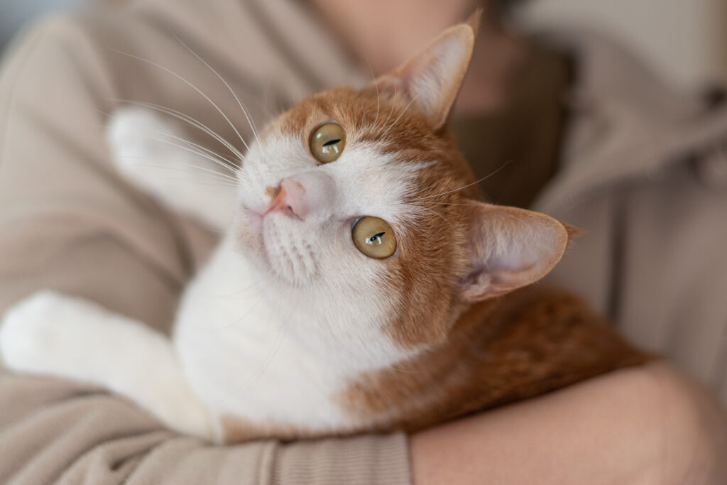 愛猫