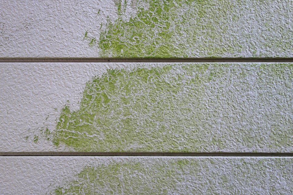 外壁の掃除は自分でできる?コケなどの汚れのお掃除方法をご紹介! | 住まい・暮らしの情報サイト SALAつむぎ