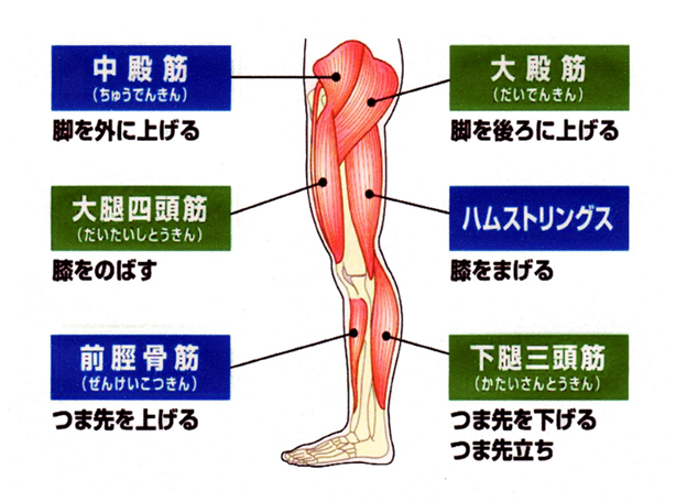 転倒に関連する下肢の筋肉