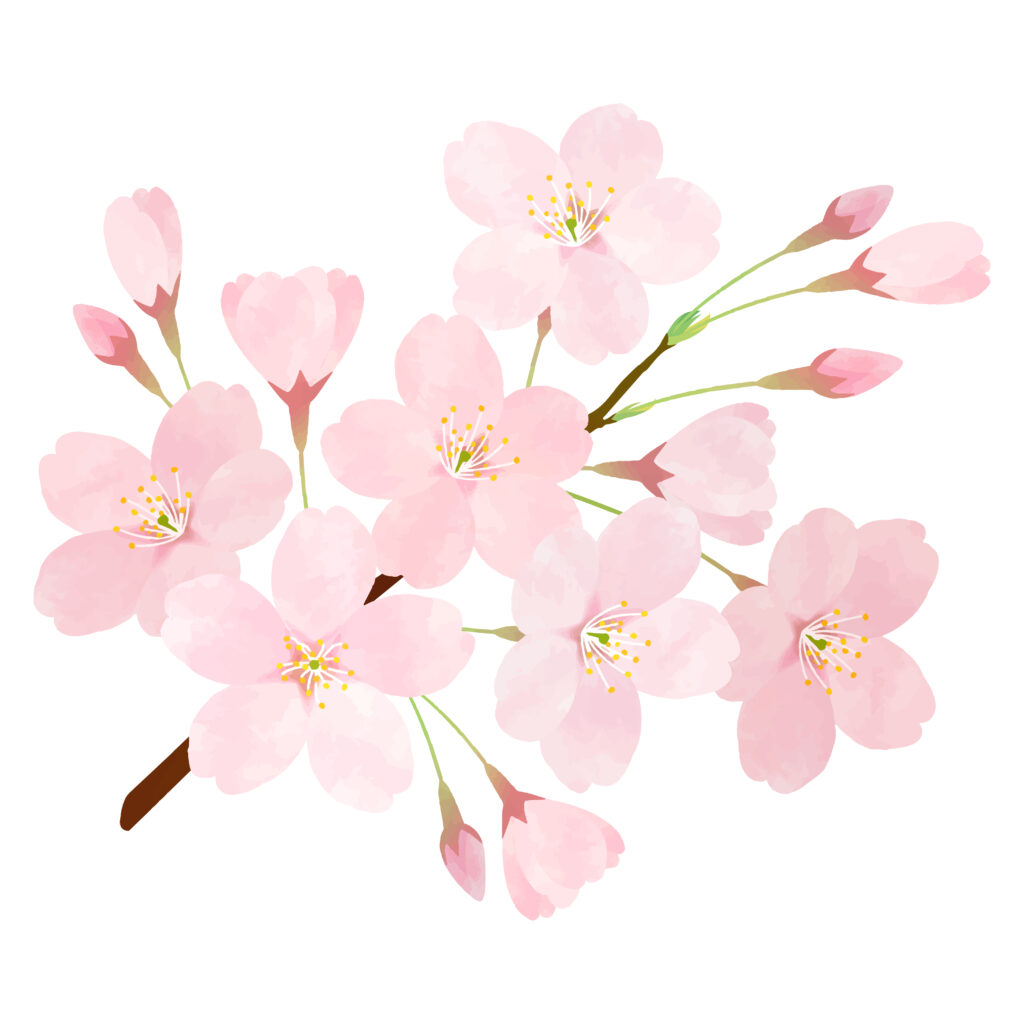 桜お花の水彩画