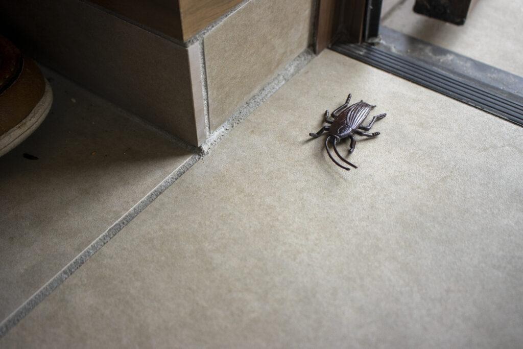 ゴキブリの侵入経路