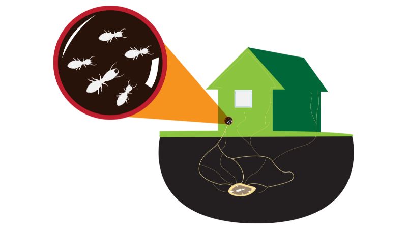 シロアリについて